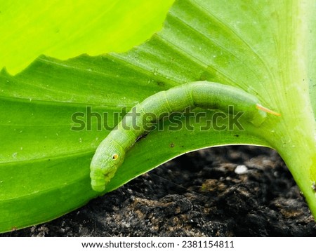 Little green caterpillar eats leaves.