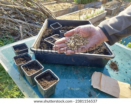 marigold seeds for sowing in seedbed. planting calendula by seed