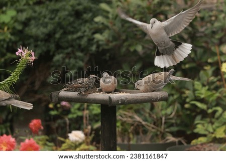 Turtle doves, starlings and other birds eat in the garden