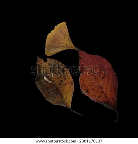fallen leaves with no backgrounds