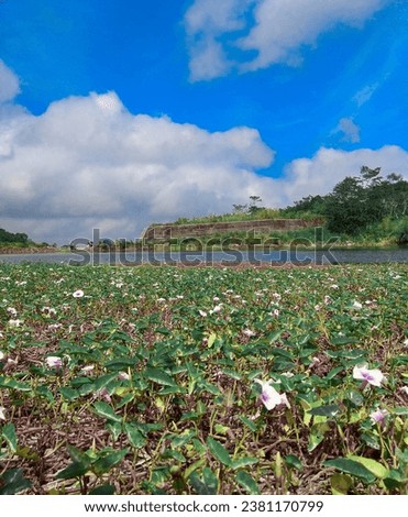 The view of the lake is filled with beautiful and cool flower plants under the bright blue sky