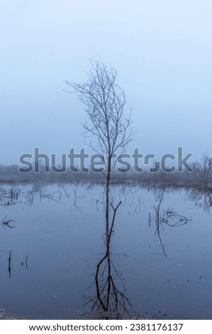 Dead tree in the water in a foggy day. Landscape