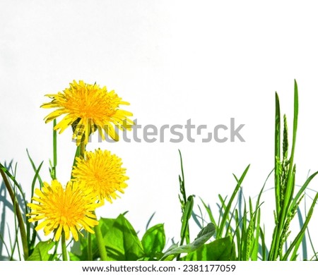 Yellow dandelion flowers on a white background. Natural background with copy space, close-up. Yellow summer flowers, medicinal herb. Royalty-Free Stock Photo #2381177059