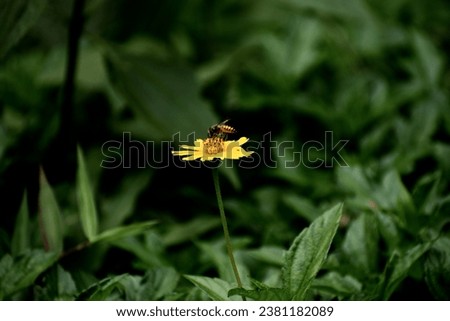 honey bee on a flower searching nectar on little yellow flower