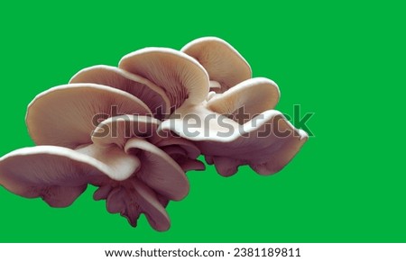 Unleash your creativity with our stunning greenscreen mushroom photos! These high-quality images offer endless possibilities for graphic design, digital art, and visual projects.