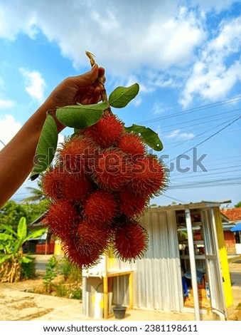 Hairy but not sharp, when it is ripe the skin will be red, green is a sign that the fruit is not yet ripe, this is a rambutan fruit native to Indonesia Royalty-Free Stock Photo #2381198611