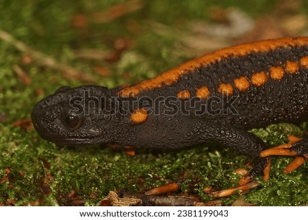 Natural closeup on a colorful but endangered adult Tiannan Crocodile Newt, Tylototriton yangi sitting on the ground