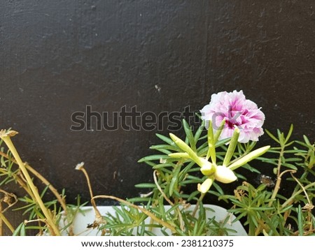 Pink moss rose or Portulaca flowers are very beautiful up close with black wall background