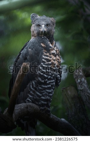 A image of Crowned eagle