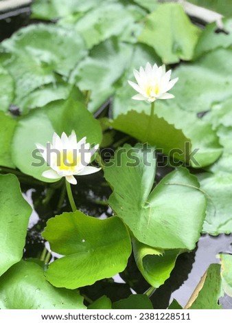 The lotus flower is in perfect bloom, feel the nature of that picture