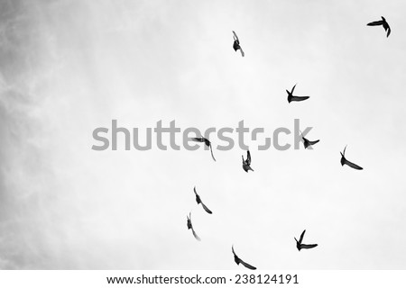 Black and white photo of pigeons soaring in the sky