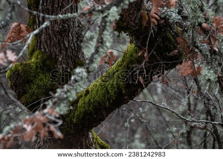 Branches with moss and lichen. Trees and dry leaves in the forest.