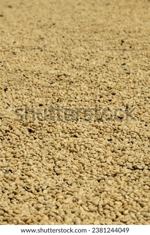Close up of  arabica coffee grains drying in the sun. - stock photo