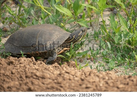 common turtle on the ground
