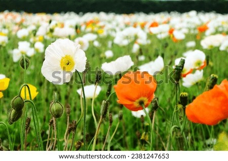 Poppy is a flowering plant in the subfamily Papaveroideae of the family Papaveraceae.
A field of poppies comes in a variety of colors. In the picture, there are white, yellow, and orange.