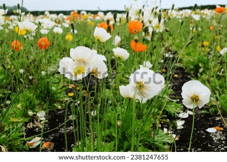 Poppy is a flowering plant in the subfamily Papaveroideae of the family Papaveraceae.
A field of poppies comes in a variety of colors. In the picture, there are white, yellow, and orange.
