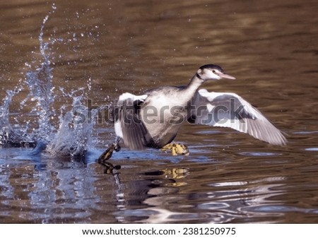 Grebe Landing On Water  At Daisy Nook Country Park Royalty-Free Stock Photo #2381250975