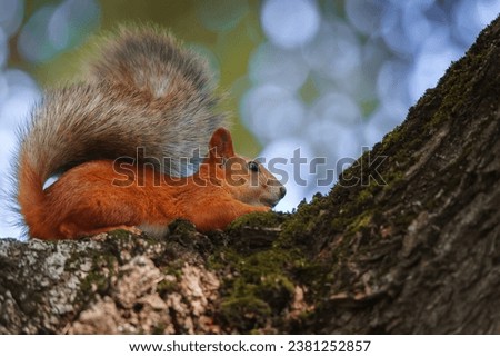 (Sciurus vulgaris) Close up eurasian red squirrel sits with nut on a tree branch and holds nut.