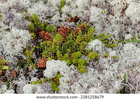 Arctic Tundra lichen moss close-up. Found primarily in areas of Arctic Tundra, alpine tundra, it is extremely cold-hardy. Cladonia rangiferina, also known as reindeer cup lichen. Royalty-Free Stock Photo #2381258679