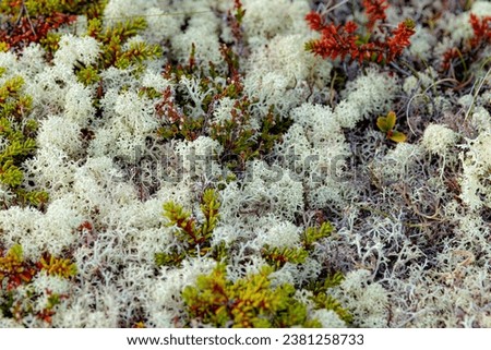Arctic Tundra lichen moss close-up. Found primarily in areas of Arctic Tundra, alpine tundra, it is extremely cold-hardy. Cladonia rangiferina, also known as reindeer cup lichen. Royalty-Free Stock Photo #2381258733