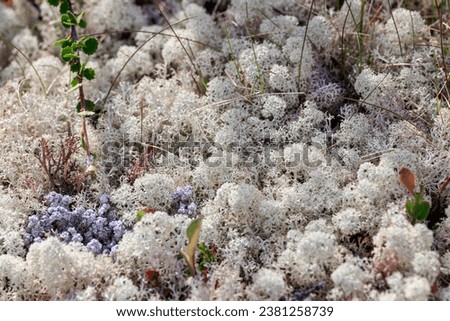 Arctic Tundra lichen moss close-up. Found primarily in areas of Arctic Tundra, alpine tundra, it is extremely cold-hardy. Cladonia rangiferina, also known as reindeer cup lichen. Royalty-Free Stock Photo #2381258739