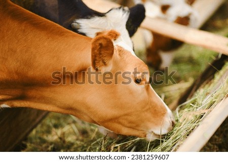 The baby calf is happily chomping on herbage in the small barn Royalty-Free Stock Photo #2381259607