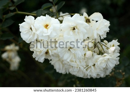 tea rose bush, beige color