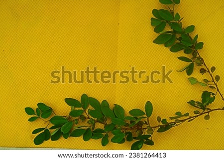 Green leaves of glass with yellow background, natural background.