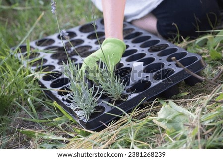 seedling and planting in the ground for crop production