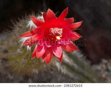 Blooming red cactus flower closeup, isolated