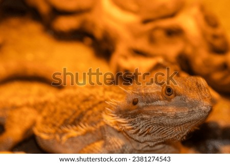 Female breaded dragon under heat lamp in cage . High quality photo