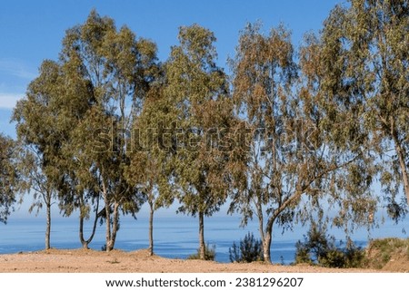 Beautiful eucalyptus trees on the Algerian Mediterranean coast between Cherchell and Damous with a perfect blue sky and the sea in the background.