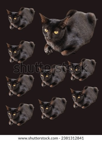 Black cats, various native breeds in Thailand