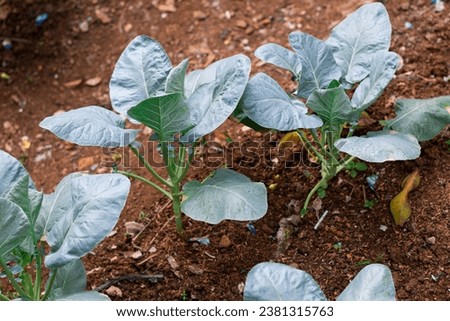Top view of kailan vegetables growing in the fertile soil Royalty-Free Stock Photo #2381315763