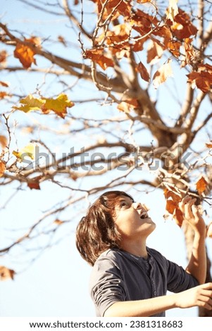 Boy, leaf or autumn tree play in garden nature for smile happy, outdoor childhood or look up. Male kid, plants or backyard sunshine in forest park or blue sky youth fun in woods, fall color or season