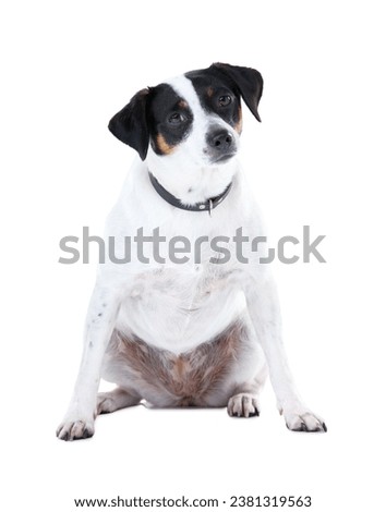Dog, pet and portrait white background animal care, coat health and domestic puppy. Jack russell, face and collar mockup space in studio for family loyalty terrier love, adoption companion and safety
