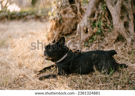 Black french bulldog resting on his stomach on dry grass in the park. Side view Royalty-Free Stock Photo #2381324881