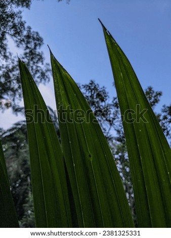 a picture of leaves of beetle plant