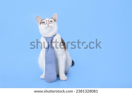 White Cat wearing a blue bow tie with eyeglasses on blue background looks up. Smart cat in glasses. Work from home office. Education. Science. Knowledge concept. World Pet Day. Close-up cat with a tie