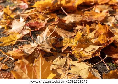 maple leaves at the ground during autumn