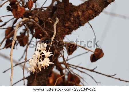 Panchgani, Maharashtra, India - March 21, 2021: Beautiful picture of Pigeon Orchid (scientific name: Dendrobium crumenatum) on tree