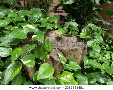 Wooden stump covered in green vines