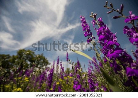 Fields of blooming delphiniums, poppys and bluets.