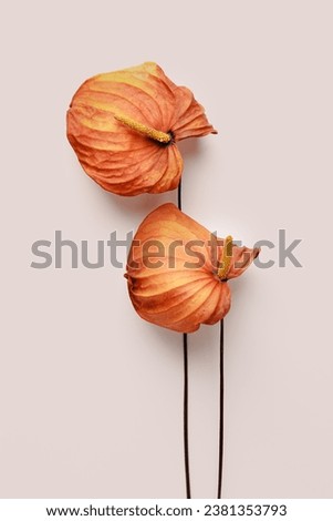 Floral flat lay dried flowers orange calla, pale pink beige botanical background. Autumn, fall season nature still life, dry blooms top view, minimal style aesthetic photo, natural flowery texture