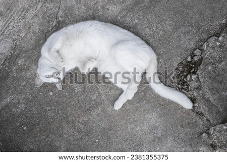 A bird's-eye view of a white female cat in various poses, stretched out on the cement floor. Royalty-Free Stock Photo #2381355375