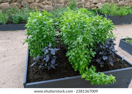 Planter boxes. Marvel at the thriving bush basil plants in wooden garden boxes. Renowned for its aromatic qualities, basil enhances the flavor of soups, sauces, and various fish and meat dishes.