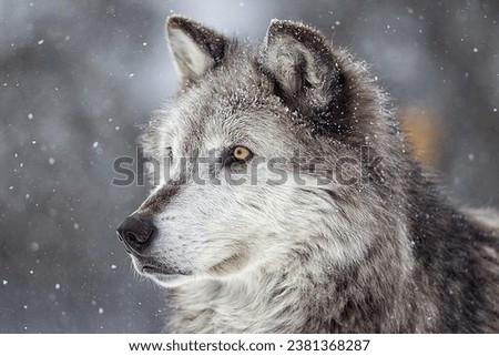 Gray Wolf and winter snow  