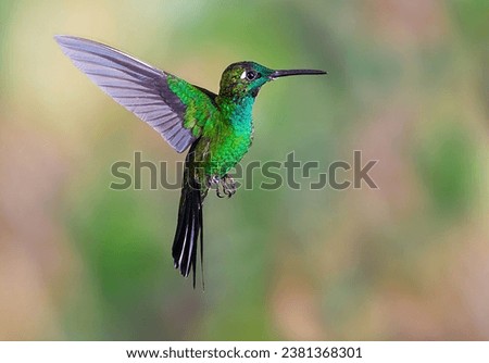 Hummingbird , Green-crowned Brilliant 4K Photo