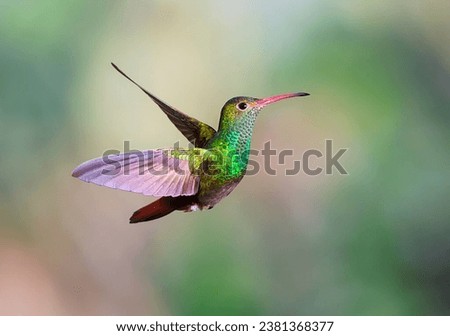Beautiful Rufous-tailed Hummingbird 4k photo 