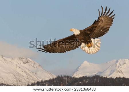 Bald Eagle Flying 4K Photo